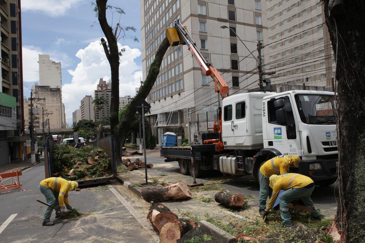 Funcionários do Departamento de Parques e Jardins (DPJ) recolhem tocos de árvores da espécie canafístula, que estão sendo extraídas do canteiro central da Rua Abolição, próximo à Via Expressa Aquidabã (Rodrigo Zanotto)