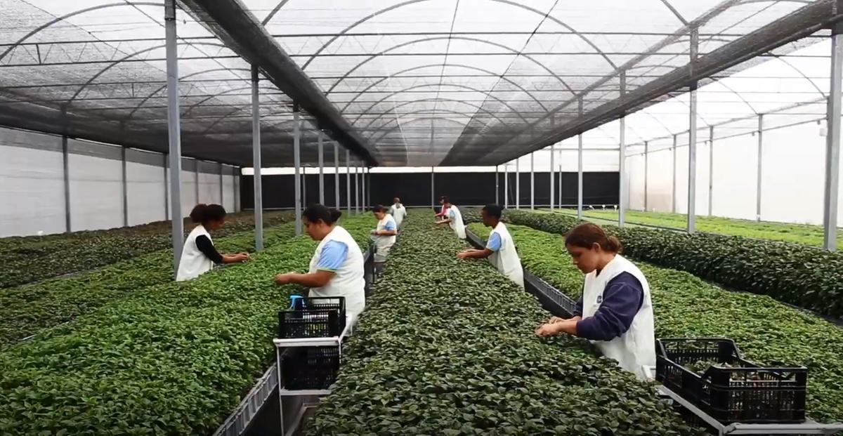 Entre janeiro e julho de 2022, o Brasil exportou US$ 7,1milhões (R$ 37,23milhões) em produtos de floricultura, amaior partemudas de plantas ornamentais (Divulgação)