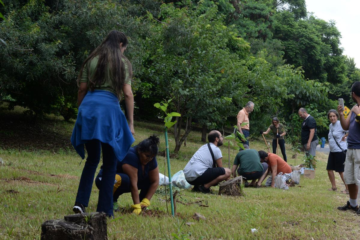 Membros da ONG SOS Piçarrão plantam árvores nativas do bioma campineiro na Marginal do Piçarrão 