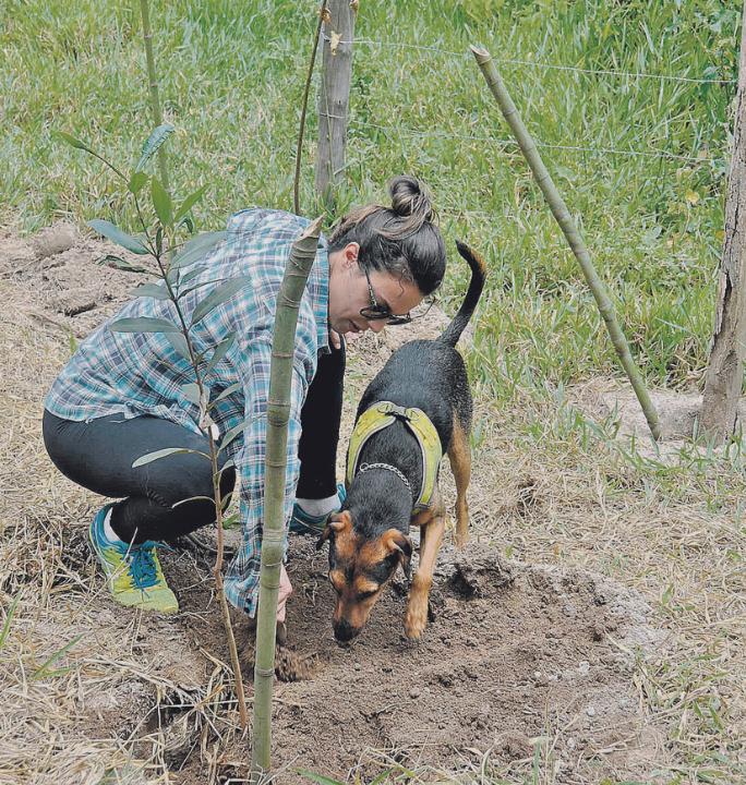 O reflorestamento da área da APA contribui para a preservação do solo, da água e da fauna (Divulgação)