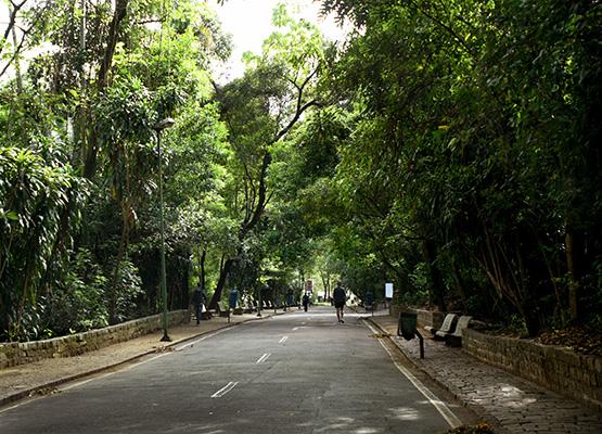 Bosque dos Jequitibás é tombado pelo Condepacc por seu valor cultural e histórico (Arquivo PMC/Carlos Bassan)