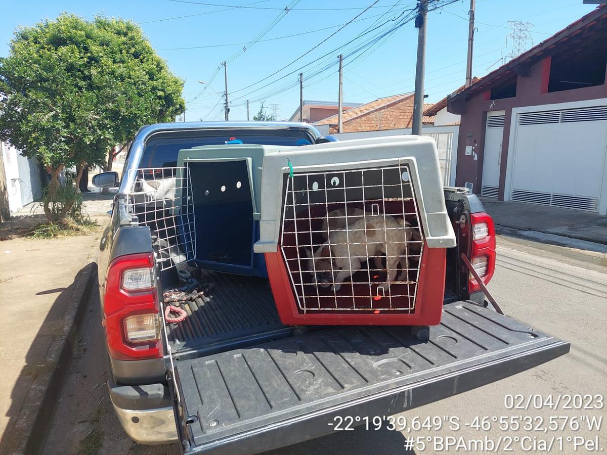 Entre as raças de cães vítimas de maus-tratos estavam shih-tzu, pug, bulldog francês e spitz alemão, que custam entre R$ 3 mil a R$ 15 mil (Divulgação)