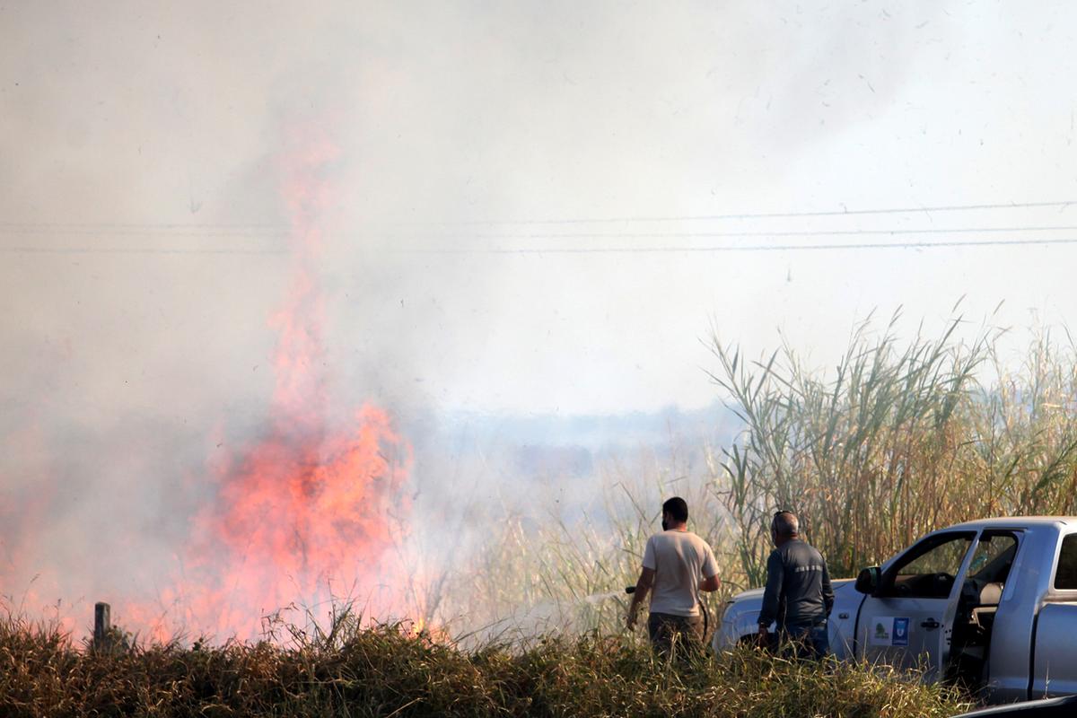 Preocupação da Defesa Civil é proteger a cobertura vegetal, mas também a fauna presente na cidade (Kamá Ribeiro)