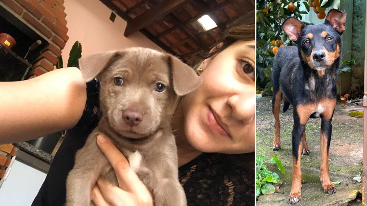 A pequena Serena foi rapidamente adotada, enquanto a mãezinha Molly ainda aguarda uma família depois dos seus filhotes ganharem um lar (Instagram)