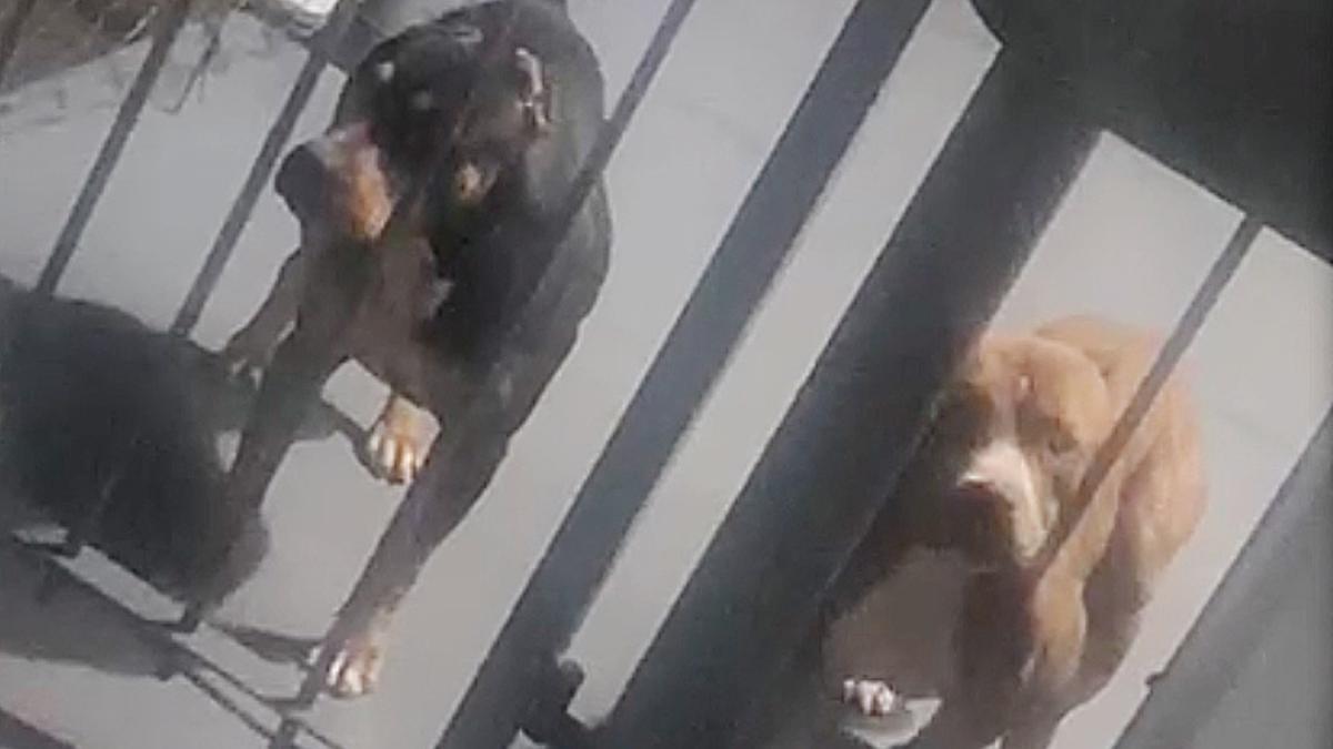 Após o ataque contra nove pessoas, os pit bulls foram recolhidos e colocados sob custódia do Centro de Zoonoses e à disposição da Justiça (Reprodução)
