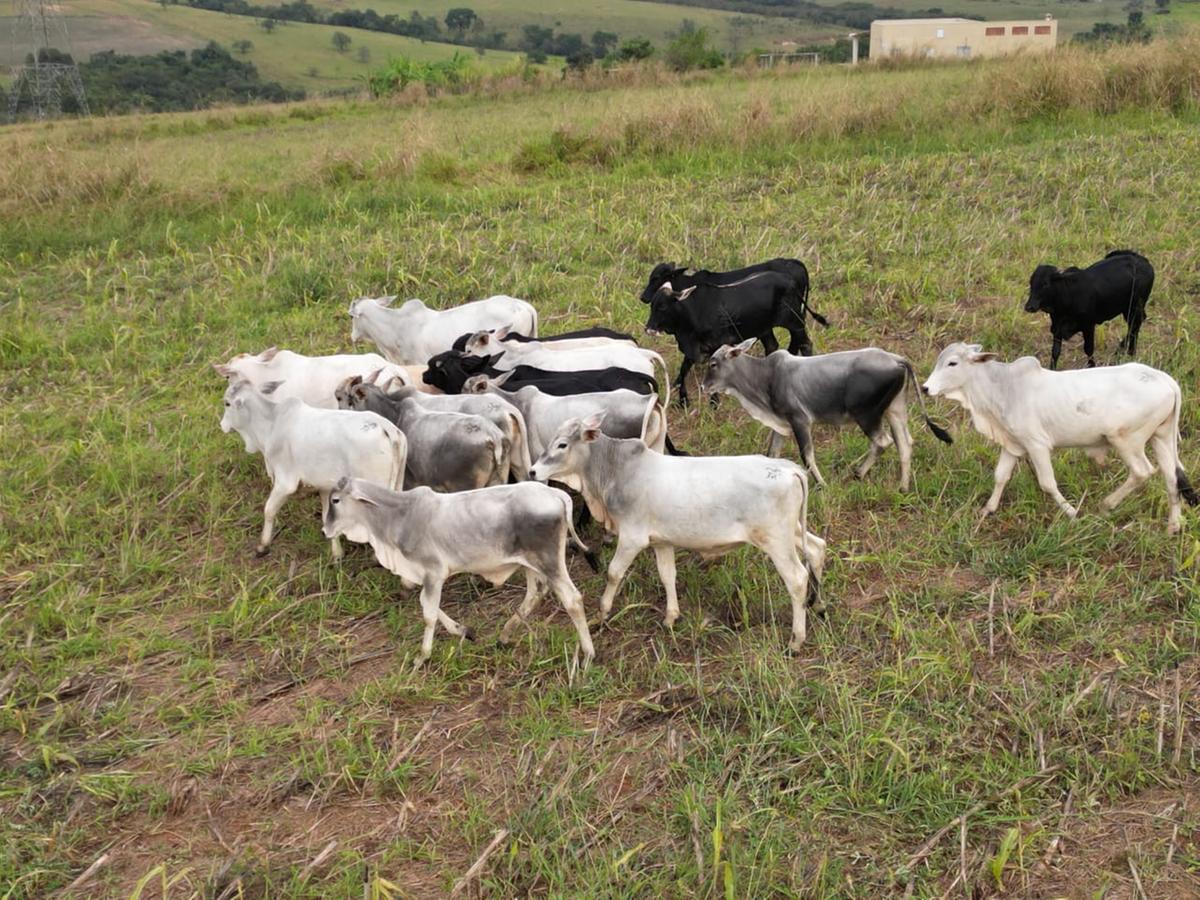 As cabeças de gado da raça Nelore, furtadas de um sítio em Dourados, foram encontradas em Sumaré (Divulgação/DIG)