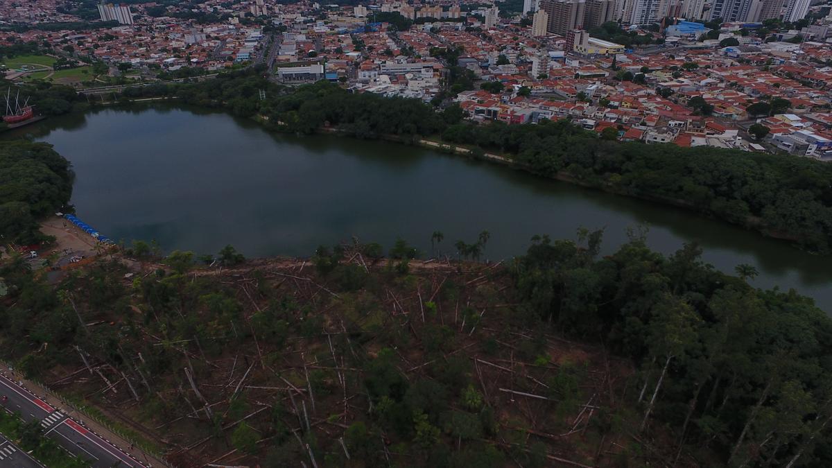 Recuperação da área ‘desmatada’ do Taquaral deverá levar três anos; verba que financiará o trabalho será proveniente das vendas das toras de eucalipto que foram removidas, totalizando cerca de 3 mil metros cúbicos (Alessandro Torres)