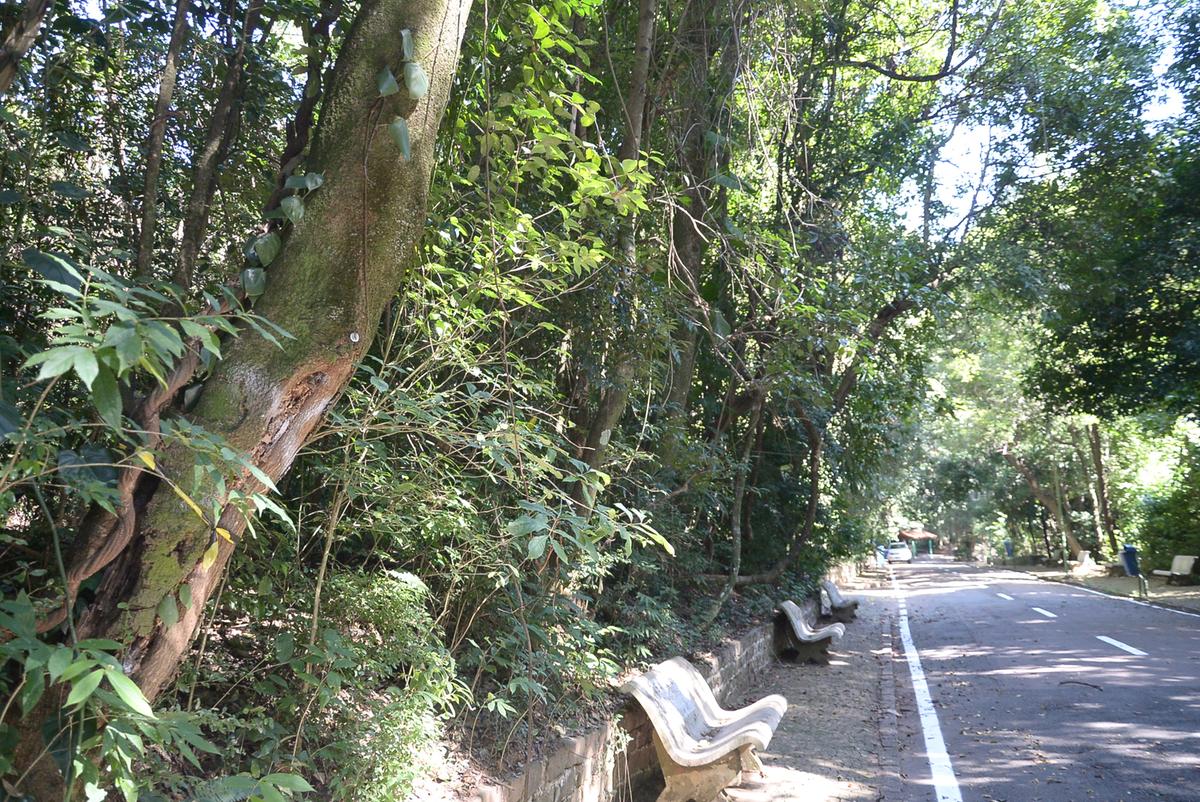Árvores que serão removidas no Bosque dos Jequitibás estão marcadas, mas Prefeitura aguarda autorização do Condephat para que o manejo seja feito (Alessandro Torres)