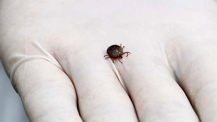 A febre maculosa é uma infecção grave, transmitida pelo carrapato estrela infectado (Adelcio Barbosa)