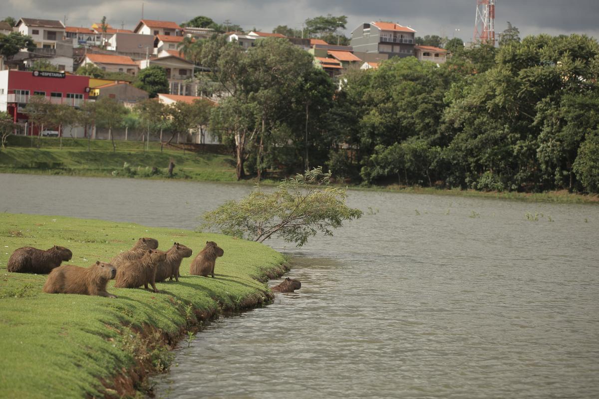 Capivaras, um dos animais hospedeiros do transmissor da febre maculosa, à beira de represa em Valinhos; município também decidiu reforçar ações de prevenção contra a doença (Kamá Ribeiro)