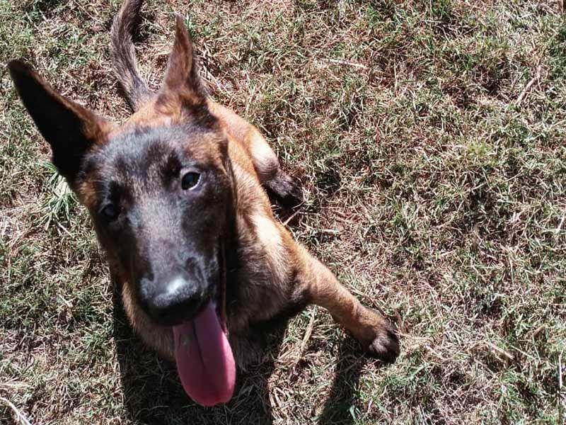 Filhote é macho da raça pastor-belga-malinois e tem 4,5 meses (Divulgação)