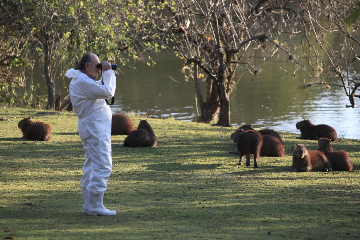 Secretaria do Verde realiza contagem de capivaras no Parque Ecológico Monsenhor Emílio José Salim (Kamà Ribeiro)