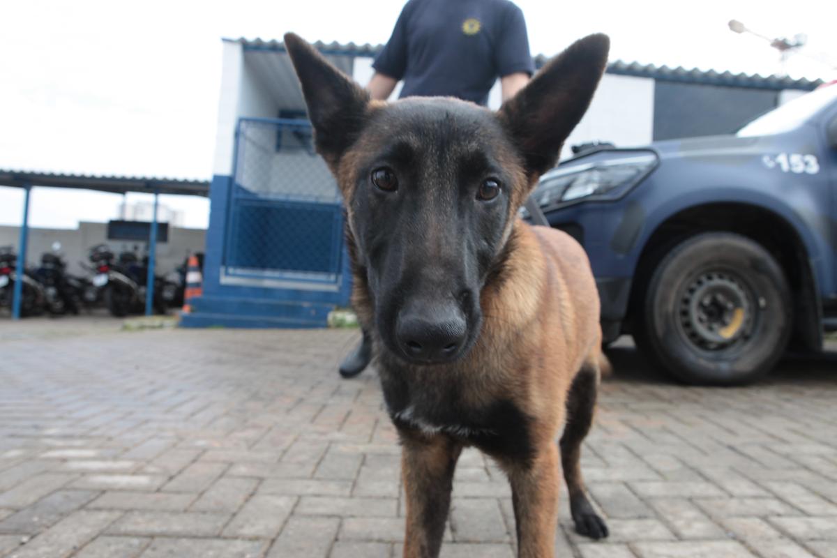 O filhote foi um prêmio do "Torneio de Cães de Policiais" realizado em maio deste ano (Rodrigo Zanotto)