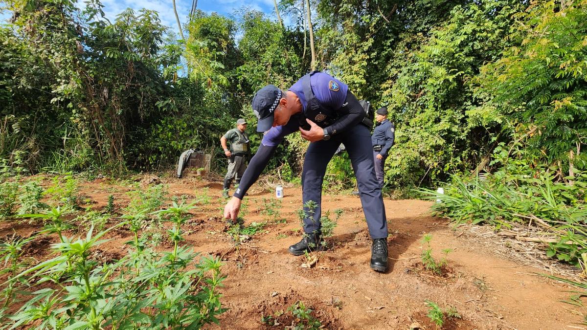 Guardas civis municipais removem pés de maconha localizados em fazenda abandonada em Limeira (GM Limeira/ Divulgação)