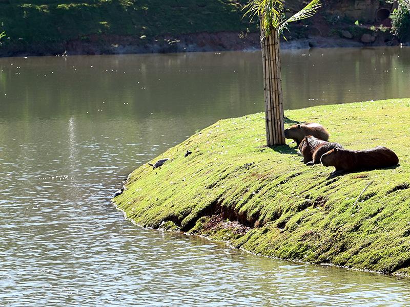 Capivaras em parque público de Campinas (Carlos Bassan/ PMC)