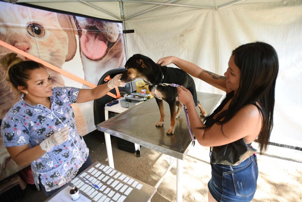 Prefeitura vai esterilizar gratuitamente 1.000 animais na região do Jardim Capivari (Carlos Bassan/ PMC)
