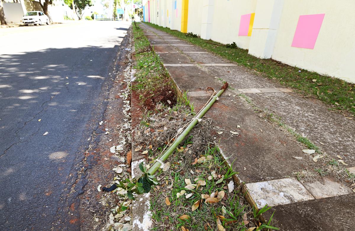Mudas de árvores foram plantadas na segunda-feira (11) (Carlos Bassan/ PMC)