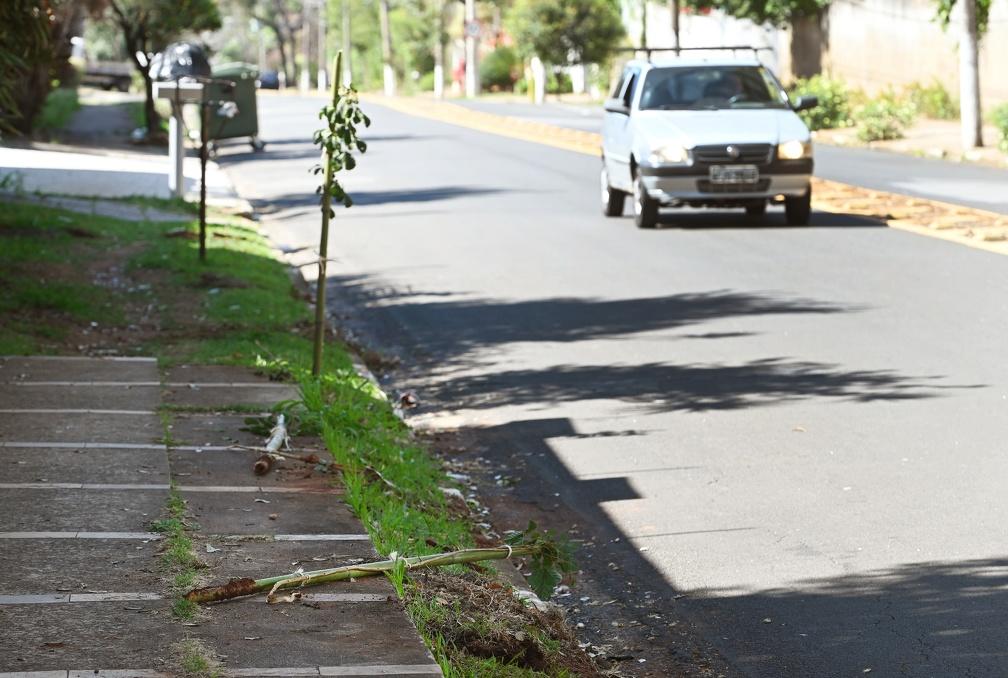 Departamento de Parques e Jardins fará novamente o plantio (Carlos Bassan/ PMC)