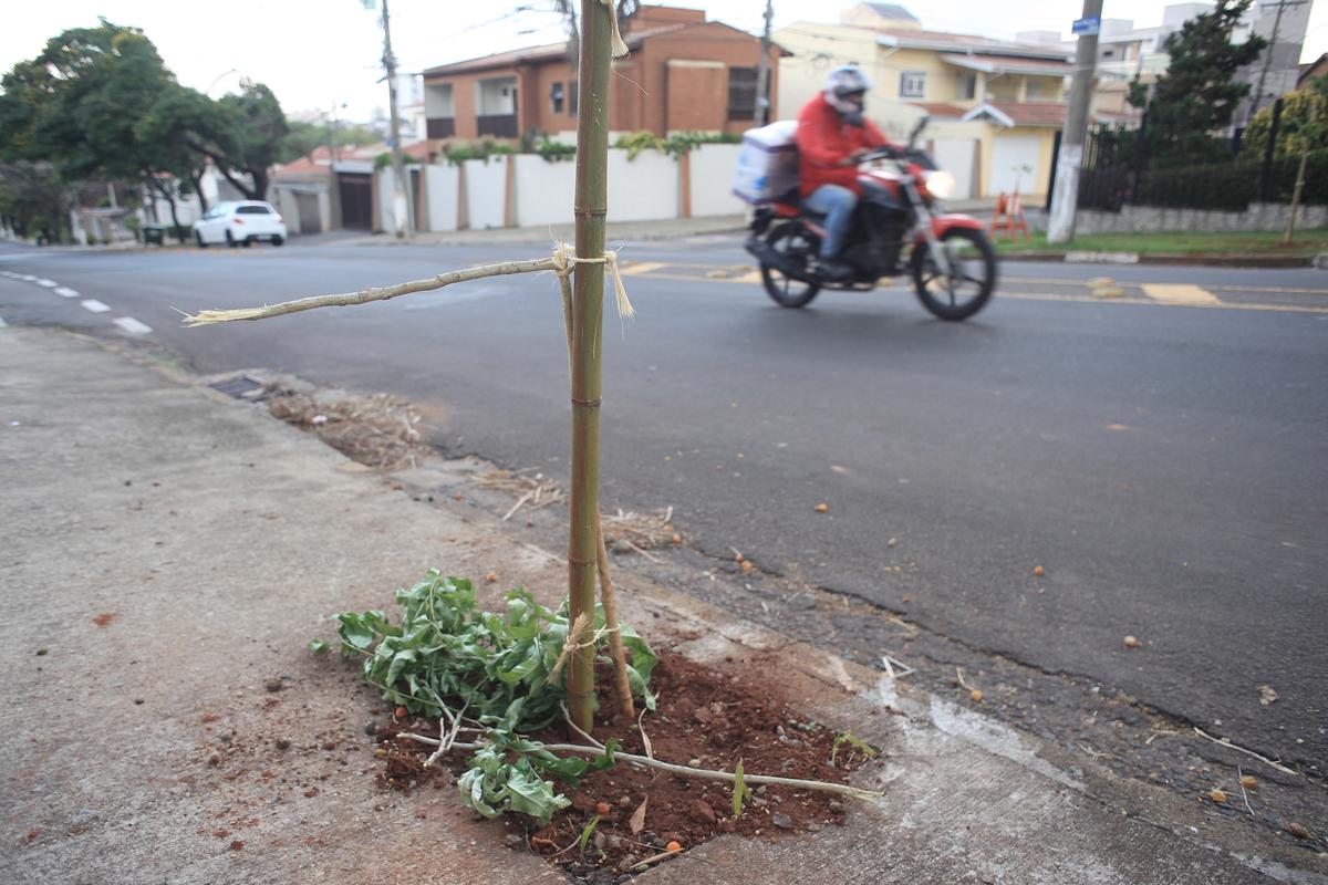 Rua Soldado Percílio Neto, no bairro Taquaral, tem sido um dos principais locais que sofrem com as ações irresponsáveis; depois de ter 40 mudas arrancadas ou cortadas, mais um ataque foi registrado no fim de semana (Kamá Ribeiro)