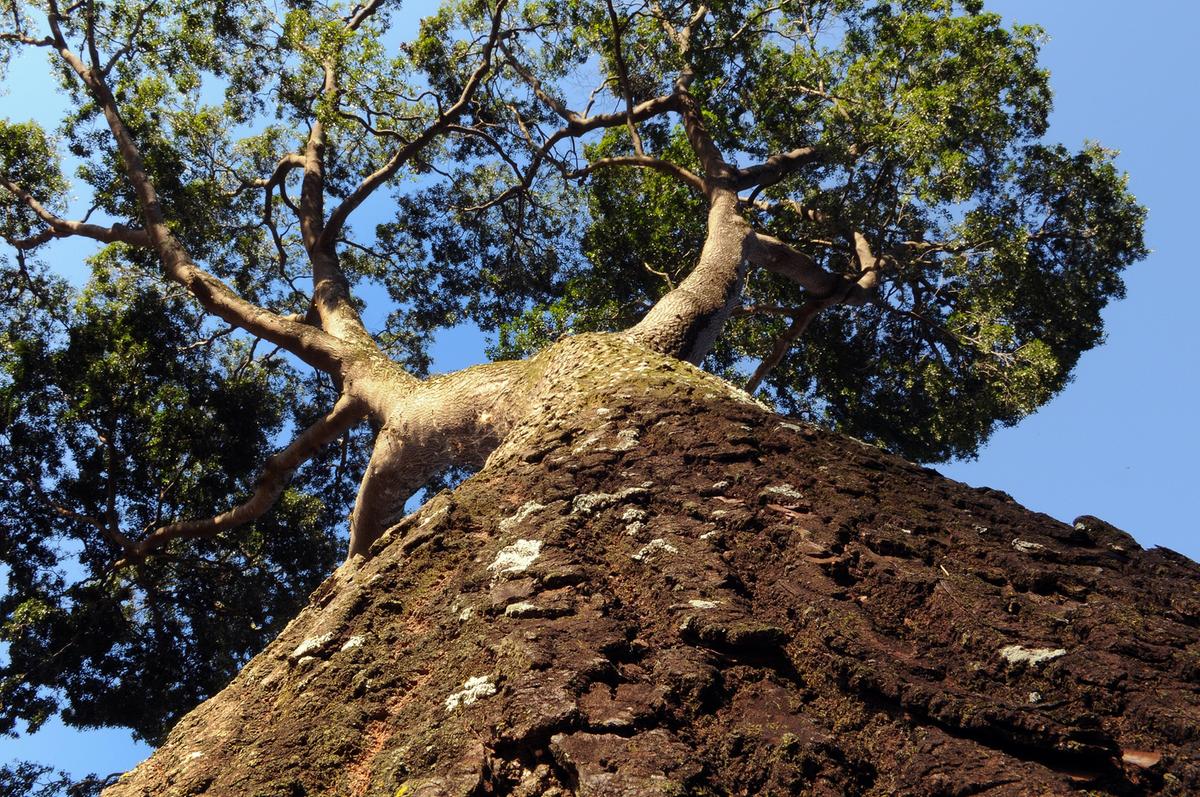Mata de Santa Genebra é um importante banco genético de árvores nativas (Carlos Bassan/ PMC)