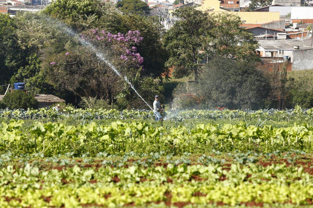 Os períodos de estiagem previstos para a Primavera deverão impactar a produção de alimentos, como as hortaliças, o que refletirá no preço ao consumidor (Cedoc)