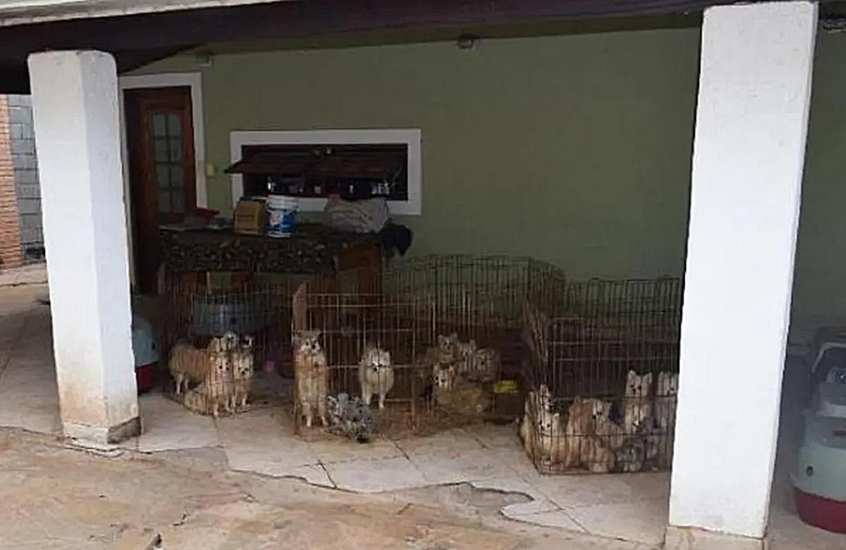 Cães da raça Lulu da Pomerânia (Spitz Alemão) foram encontrados em condições insalubres dentro de um condomínio fechado em Limeira (DIG Limeira)