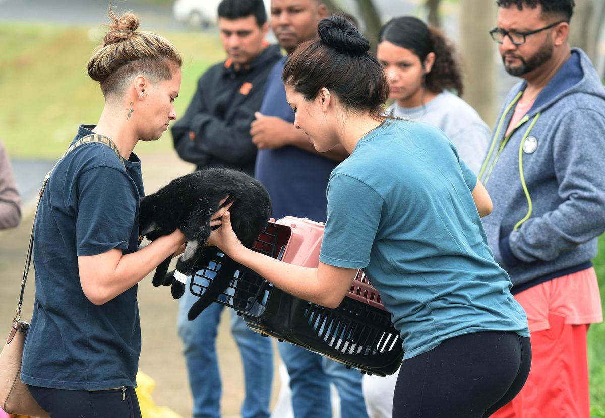 A castração contribui para evitar fugas, agressividade, marcação de território e ocorrência de doenças (Carlos Bassan/PMC)