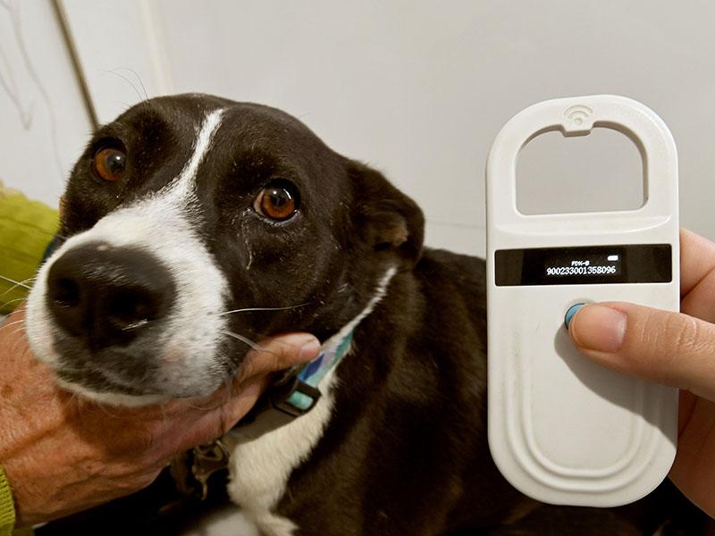 Cão atendido em Consultório Veterinário Móvel (Carlos Bassan/ PMC)