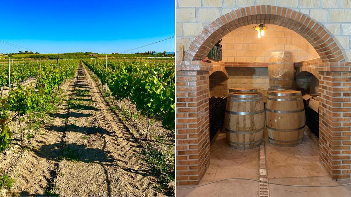 Cercada pelo mar, com solo de calcário e com 300 dias de sol por ano, a Sicília possui um terroir privilegiado para o cultivo de uvas; A Casa Scalecci produz entre 100 mil e 150 mil litros de vinhos por ano, todos eles com destacadas características gastronômicas (Divulgação)