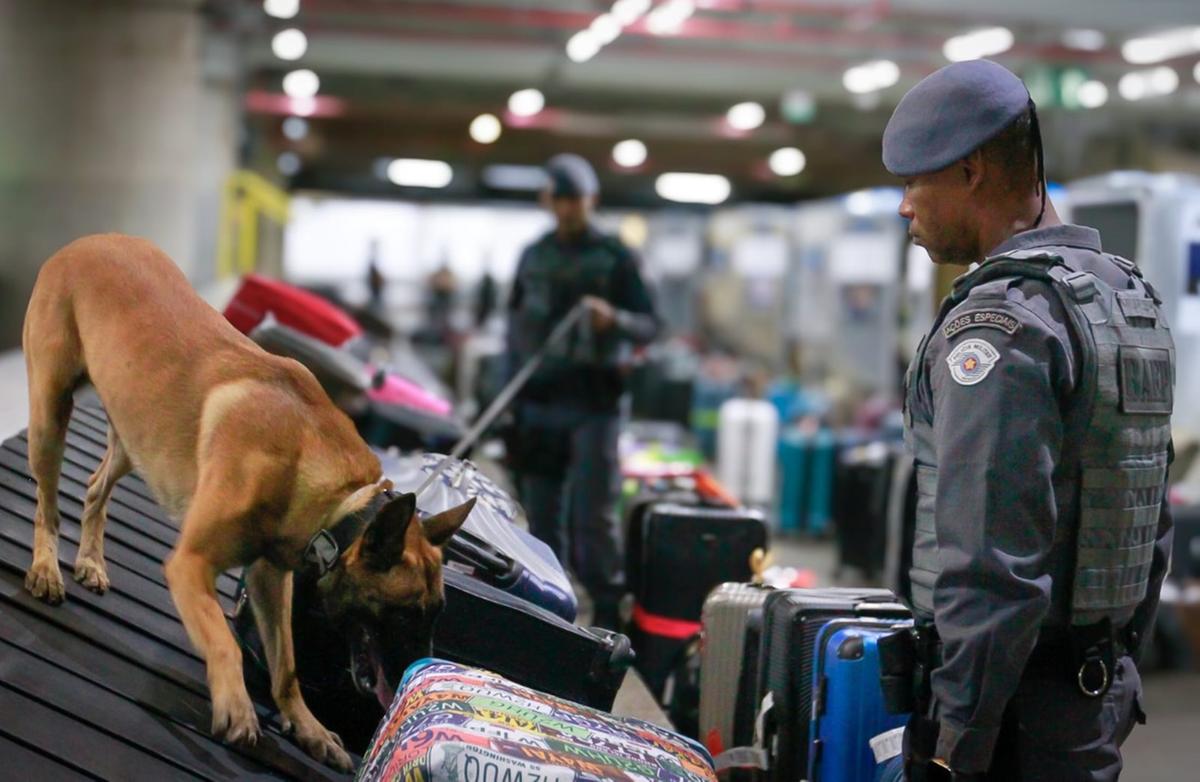 Batalhão conta com Canil formado por 11 cachorros da raça Pastor-belga-malinois; eles são acionados para atuar em patrulhamento de área, na fiscalização de bagagens no Aeroporto Internacional de Viracopos e em operações da Polícia Militar Rodoviária realizadas em ônibus e veículos (Divulgação)