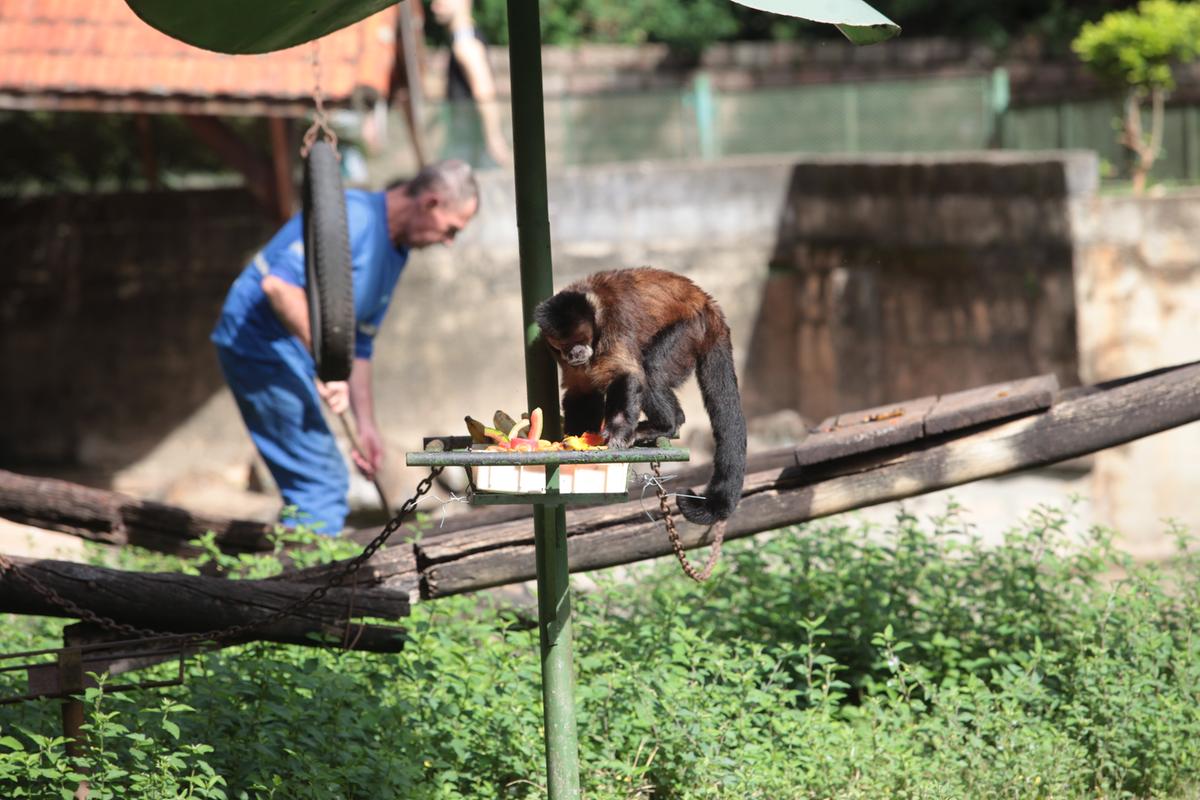 Os macacos-prego ajudaram a puxar a fila para degustação dos picolés: refresco bem-vindo em dia com 34º C de temperatura (Rodrigo Zanotto)