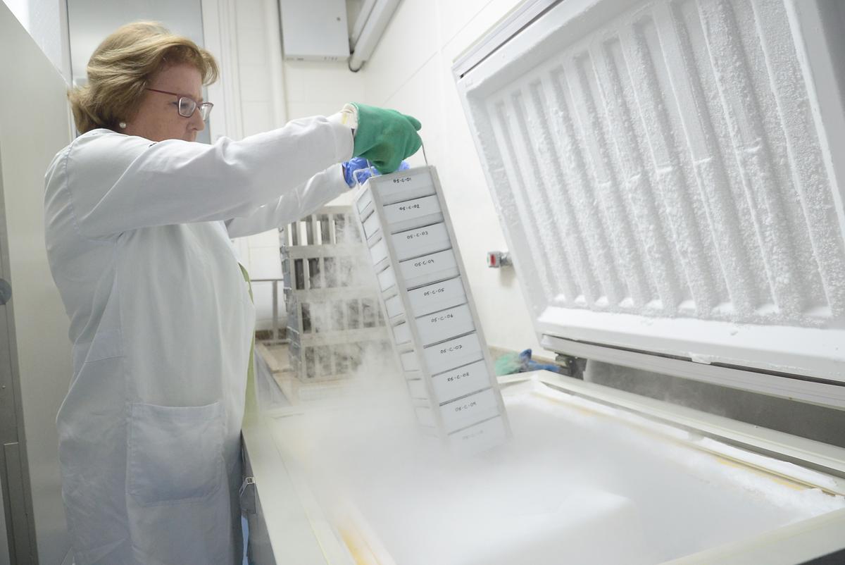 ‘No laboratório temos nível de segurança 3, o máximo que temos aqui no Brasil, e podemos trabalhar com vírus exóticos, potencialmente patogênicos’, explicou Clarice Arns, pesquisadora do Instituto de Biologia da Unicamp e coordenadora do Laboratório de Virologia (Alessandro Torres)