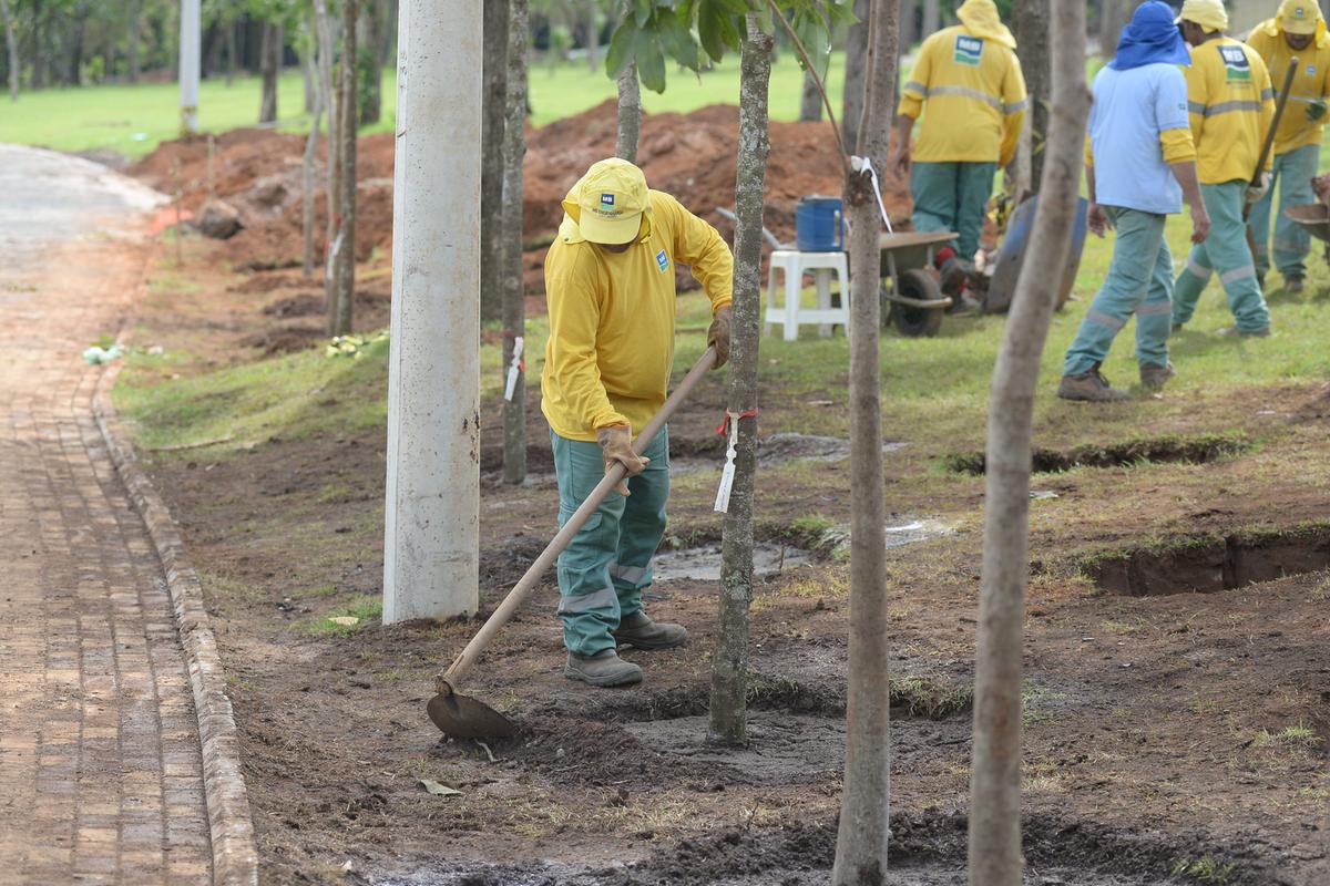 De acordo com a Administração, a reconstrução total da área ‘desmatada’ deve levar três anos; estimativa é que as árvores atinjam a idade suficiente para dar sementes, com copas já arejadas, em três décadas (Alessandro Torres)