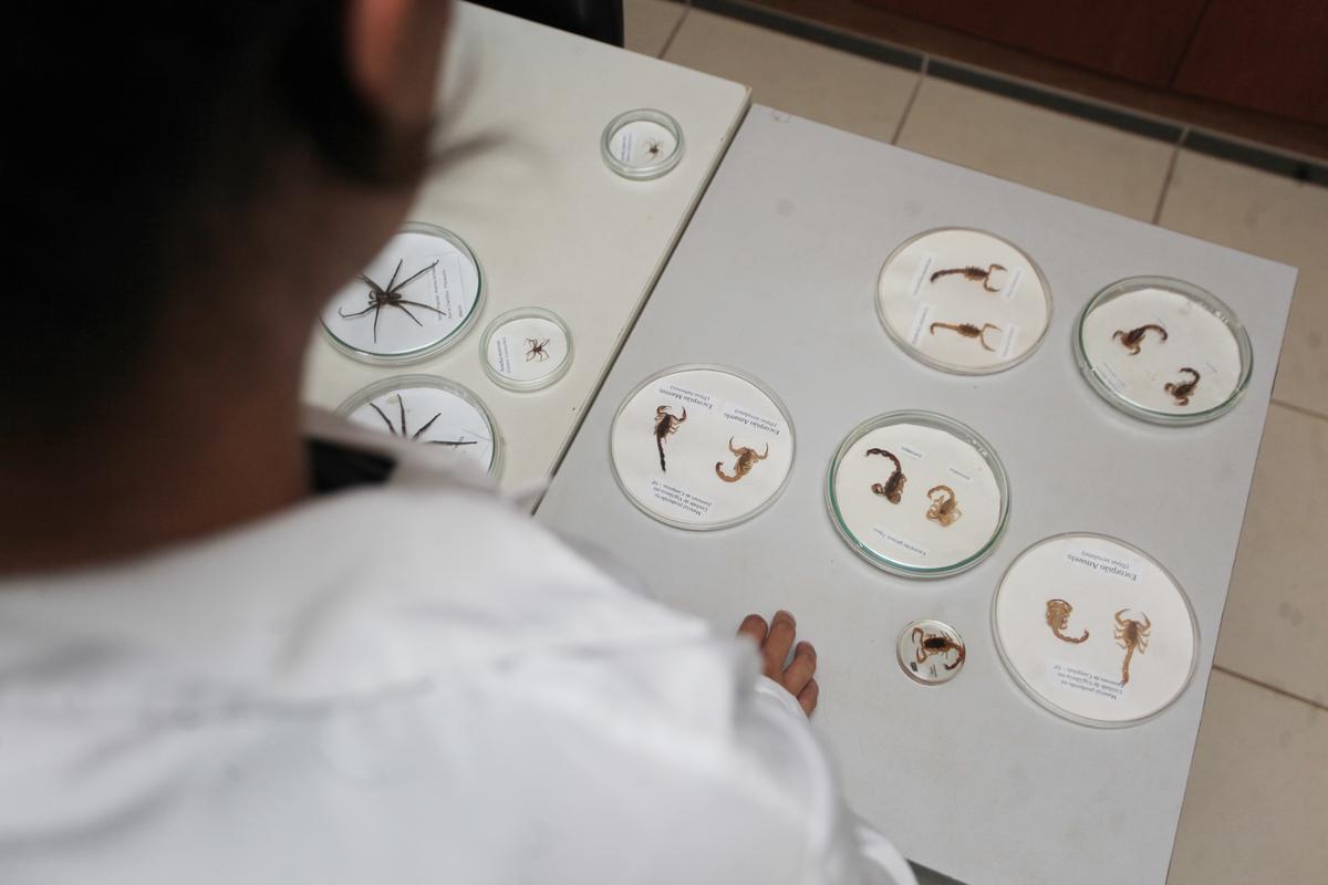 Escorpiões, aranhas, abelhas, lagartas e serpentes são os tipos de animais peçonhentos mais citados nas ocorrências registradas na cidade; em caso de picada, Prefeitura orienta que pessoa busque o centro de saúde mais próximo, pois a avaliação do caso por um profissional é essencial (Kamá Ribeiro)