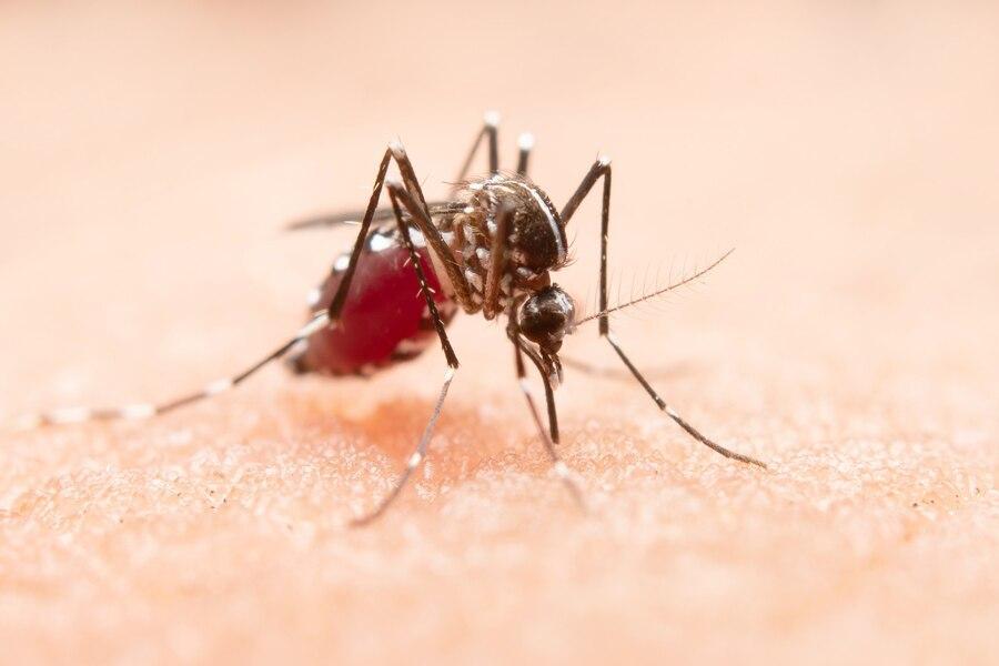 Dengue (Divulgação)