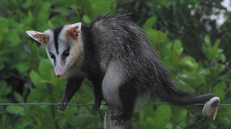 Transmissão entre morcegos e gambás pode acontecer pela interação dos dois animais que competem por habitats (Alex Popovkin)