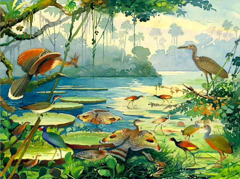 Exposição celebra a trajetória de Emílio Goeldi, renomado cientista suíço que veio ao Brasil contribuir com pesquisas científicas e estudos sobre a biodiversidade amazônica (Divulgação)