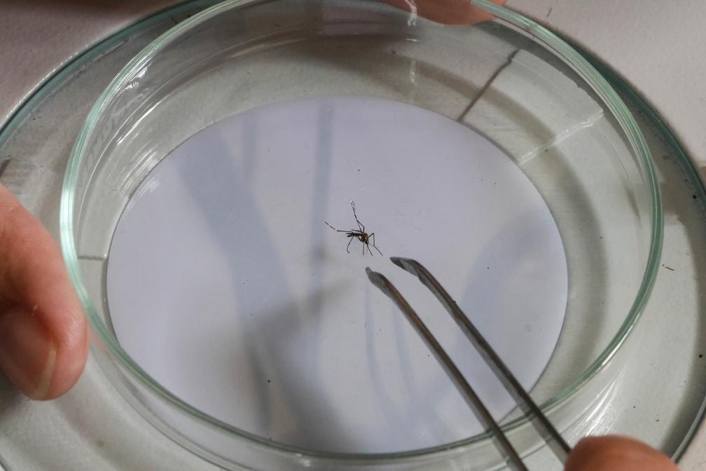 Aedes aegypti é vetor da dengue e principal medida preventiva é eliminar criadouros (Rogério Capela/ PMC)