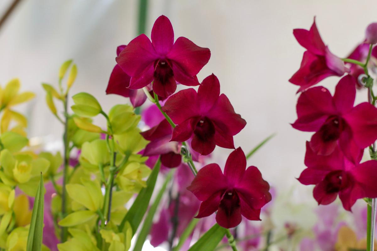 Milhares de flores, centenas de espécies de orquídeas e mais de 150 itens e acessórios serão expostos, a partir de hoje e no final de semana, na Estação Cultura (Divulgação)