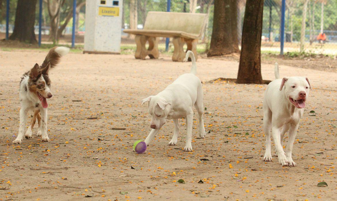Pets (Rovena Rosa/ Agência Brasil)