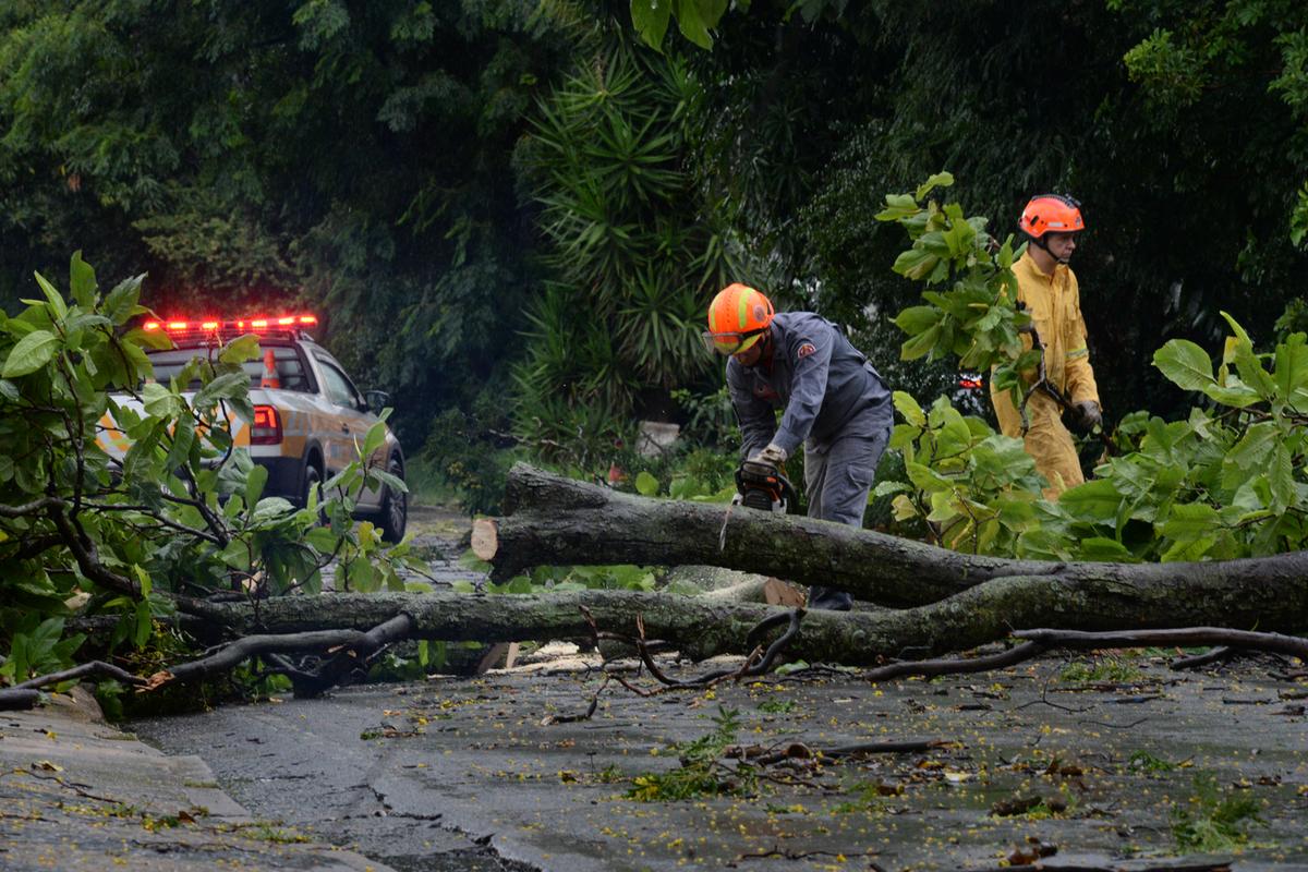 Operação abrange um conjunto de ações para reduzir riscos de desastres; 95 árvores caíram no município entre dezembro de 2023 e março de 2024 (Alessandro Torres)