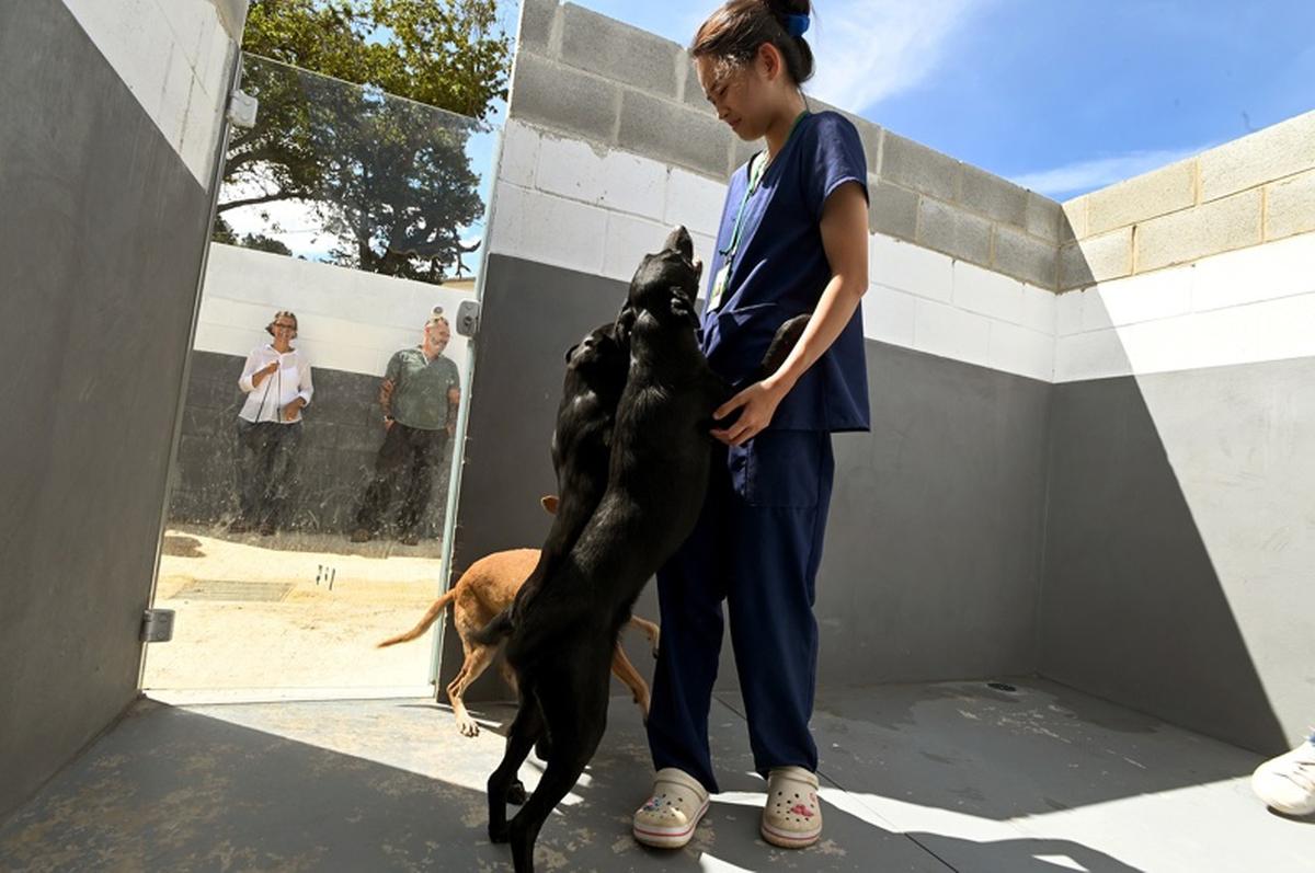 A transferência dos cães e gatos para o novo espaço foi feita de forma planejada, com veterinários do DPBEA fazendo todo o acompanhamento para a adaptação dos animais (Divulgação)