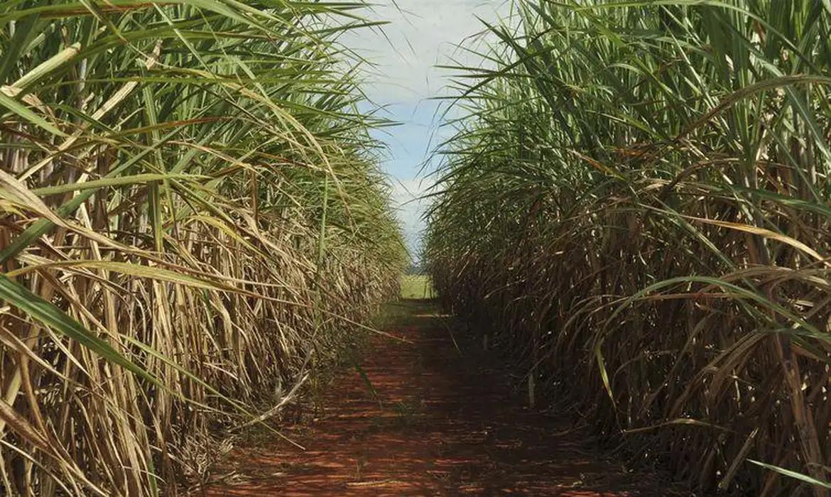Etanol, derivado da cana-de-açúcar (Elza Fiuza/Agência Brasil)