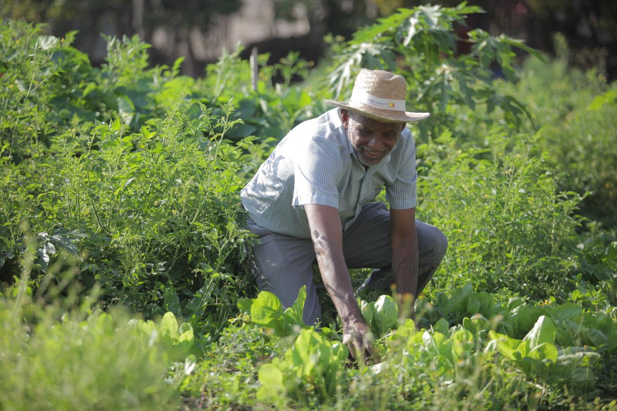 Entre as ações propostas pelo governo federal no âmbito do Programa Alimenta Cidades estão a criação de hortas urbanas comunitárias e a implantação de cozinhas solidárias para a distribuição de alimentos (Kamá Ribeiro)