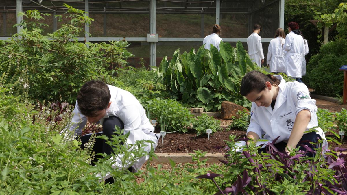 Estudantes cuidam de viveiro de plantas na PUC-Campinas (Rodrigo Zanotto)