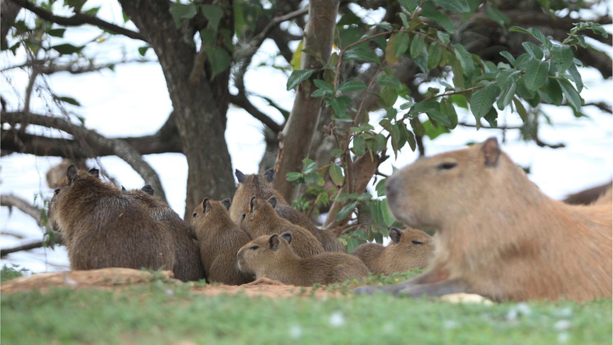 O carrapato-estrela pode parasitar qualquer animal, inclusive o ser humano que frequenta áreas com vegetação, especialmente onde há presença de capivaras, cavalos e outros animais silvestres (Kamá Ribeiro)