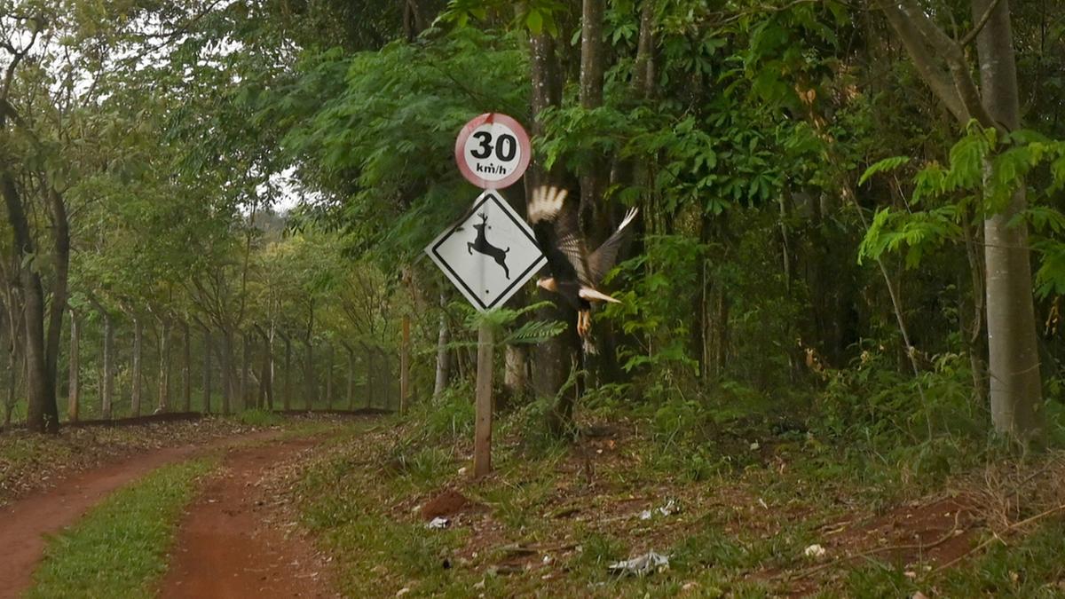 Semana do Meio Ambiente de Campinas oferece oportunidades gratuitas para a população entrar em contato com o patrimônio ambiental que é a Mata de Santa Genebra (Carlos Bassan)