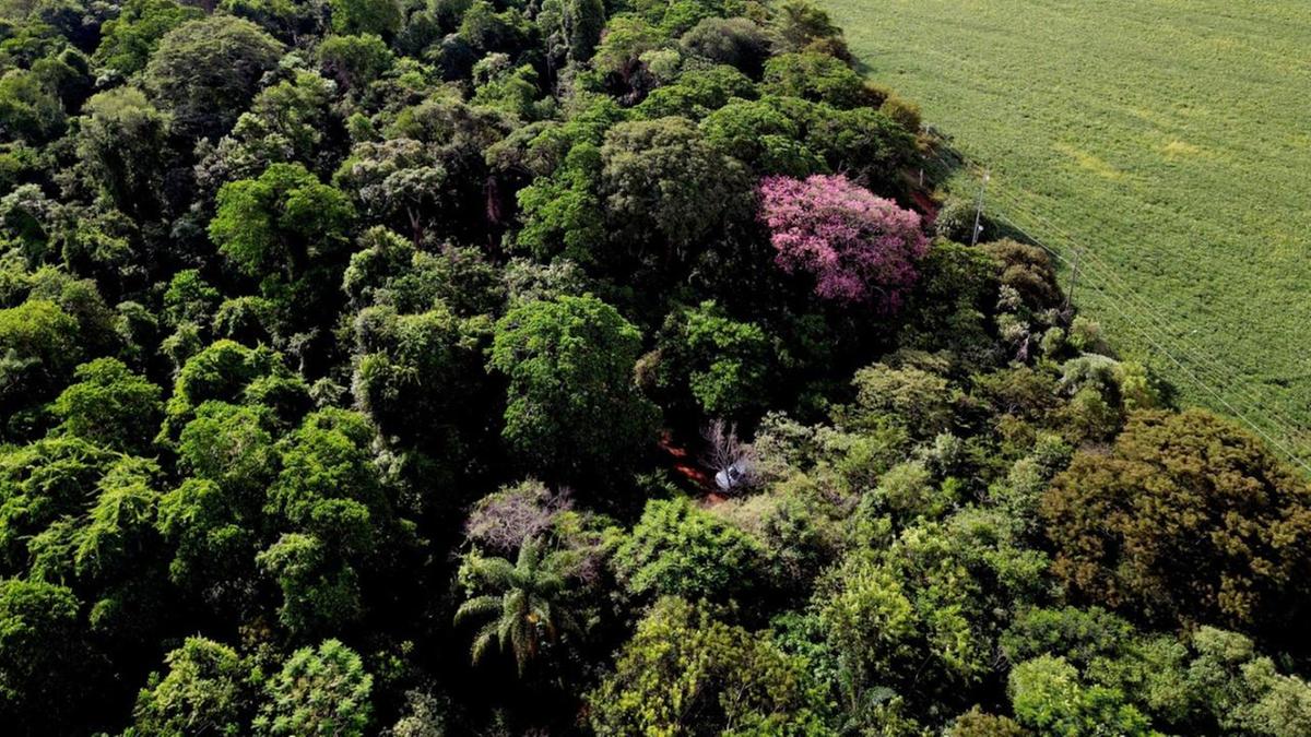 Algumas das atividades relacionadas à Semana do Meio Ambiente serão realizadas na Mata de Santa Genebra, como uma caminhada ecológica, que ocorrerá hoje a partir das 8h30 (Carlos Bassan)