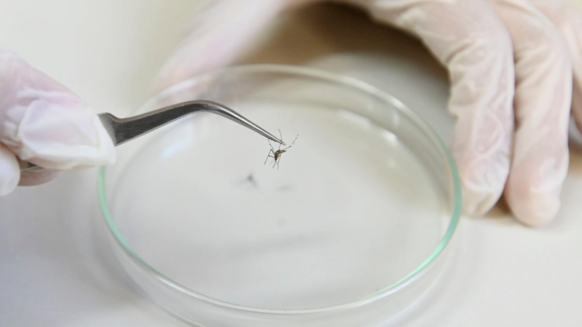 Mosquito Aedes aegypti é vetor da dengue e de outras arboviroses (Rogério Capela)