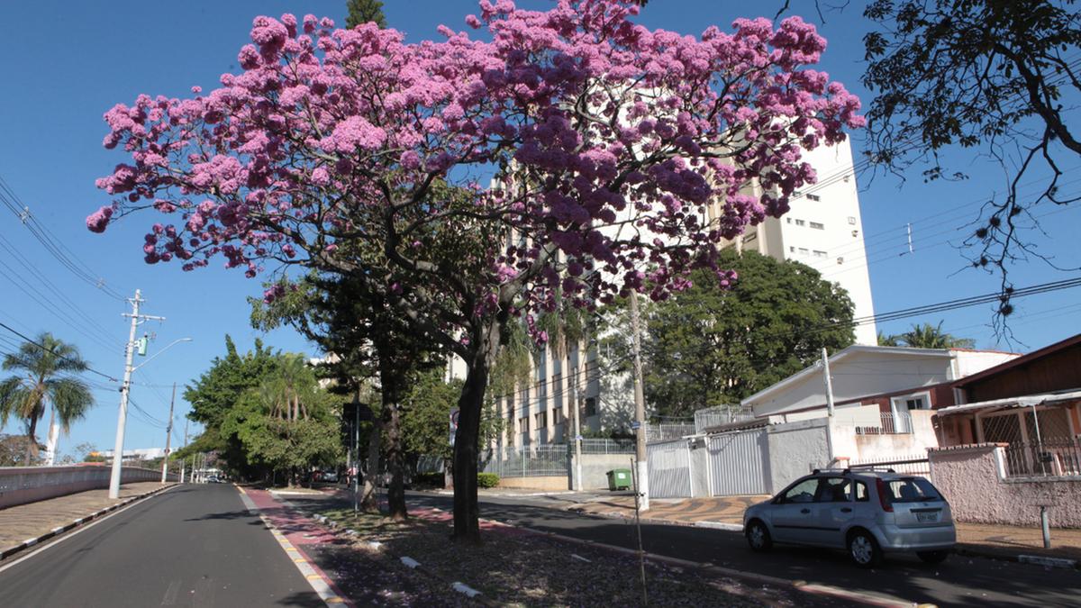 As florações da família de ipês podem ser apreciadas em Campinas entre junho e setembro, período de estiagem; alguns deles, principalmente os de cor rosa, já podem ser vistos em várias partes da cidade (Rodrigo Zanotto)